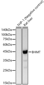 BHMT Antibody in Western Blot (WB)