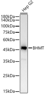 BHMT Antibody in Western Blot (WB)