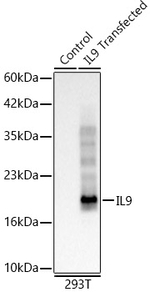 IL-9 Recombinant Rabbit Monoclonal Antibody (5K5R3)