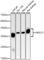 Nkx3.1 Antibody in Western Blot (WB)