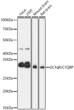 C1QBP Antibody in Western Blot (WB)