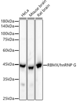 RBMX Antibody in Western Blot (WB)