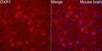 OXR1 Antibody in Immunohistochemistry (Paraffin) (IHC (P))