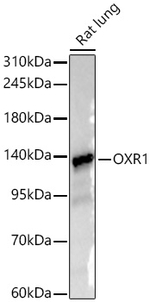 OXR1 Antibody in Western Blot (WB)