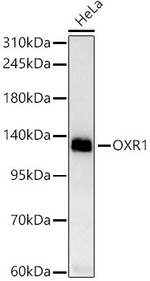 OXR1 Antibody in Western Blot (WB)
