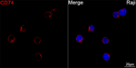 CD74 Antibody in Immunocytochemistry (ICC/IF)