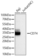 CD74 Antibody in Western Blot (WB)