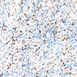 CD3 Antibody in Immunohistochemistry (Paraffin) (IHC (P))