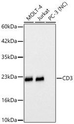 CD3 Antibody in Western Blot (WB)