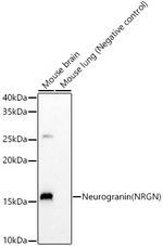 NRGN Antibody in Western Blot (WB)