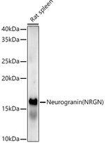 NRGN Antibody in Western Blot (WB)