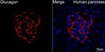 Glucagon Antibody in Immunohistochemistry (Paraffin) (IHC (P))