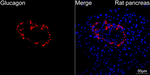 Glucagon Antibody in Immunohistochemistry (Paraffin) (IHC (P))