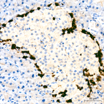 Glucagon Antibody in Immunohistochemistry (Paraffin) (IHC (P))