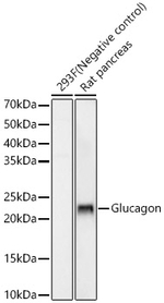 Glucagon Antibody in Western Blot (WB)