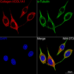 COL1A1 Antibody in Immunocytochemistry (ICC/IF)