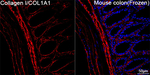 COL1A1 Antibody in Immunohistochemistry (Frozen) (IHC (F))