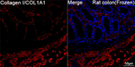 COL1A1 Antibody in Immunohistochemistry (Frozen) (IHC (F))