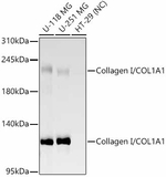 COL1A1 Antibody in Western Blot (WB)