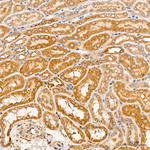 FRS2 Antibody in Immunohistochemistry (Paraffin) (IHC (P))