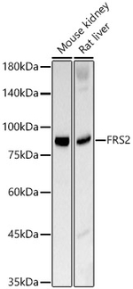 FRS2 Antibody in Western Blot (WB)