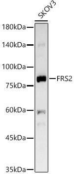FRS2 Antibody in Western Blot (WB)