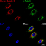 Cystatin C Antibody in Immunocytochemistry (ICC/IF)