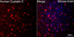 Cystatin C Antibody in Immunohistochemistry (Paraffin) (IHC (P))