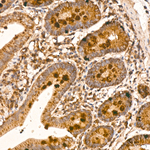 Cystatin C Antibody in Immunohistochemistry (Paraffin) (IHC (P))