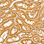 Cystatin C Antibody in Immunohistochemistry (Paraffin) (IHC (P))