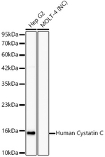 Cystatin C Antibody in Western Blot (WB)