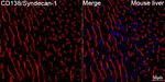 CD138 Antibody in Immunohistochemistry (Paraffin) (IHC (P))
