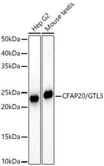 GTL3 Antibody in Western Blot (WB)