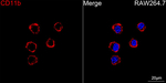 CD11b Recombinant Rabbit Monoclonal Antibody (1Y6A1)