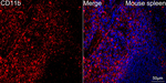 CD11b Antibody in Immunohistochemistry (Paraffin) (IHC (P))