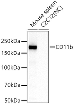 CD11b Antibody in Western Blot (WB)