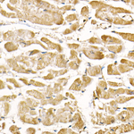RAB7A Recombinant Rabbit Monoclonal Antibody (2W7X7)