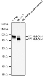BCAM Recombinant Rabbit Monoclonal Antibody (4E4F3)