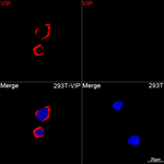 VIP Recombinant Rabbit Monoclonal Antibody (8F8U7)