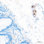 VIP Antibody in Immunohistochemistry (Paraffin) (IHC (P))