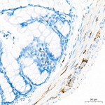 VIP Antibody in Immunohistochemistry (Paraffin) (IHC (P))