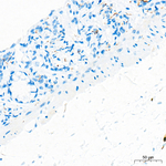 VIP Antibody in Immunohistochemistry (Paraffin) (IHC (P))