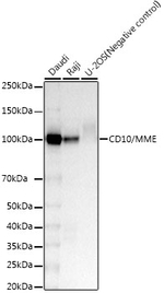CD10 Antibody in Western Blot (WB)