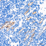 BCAM Antibody in Immunohistochemistry (Paraffin) (IHC (P))
