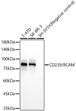 BCAM Antibody in Western Blot (WB)