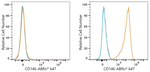 CD146 Antibody in Flow Cytometry (Flow)
