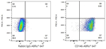 CD146 Antibody in Flow Cytometry (Flow)
