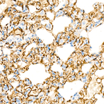 CD146 Antibody in Immunohistochemistry (Paraffin) (IHC (P))