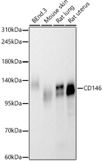 CD146 Antibody in Western Blot (WB)