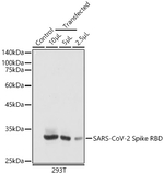 SARS CoV-2 Spike Protein RBD Recombinant Mouse Monoclonal Antibody (10C7P10)